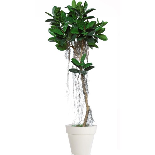 Planta semi-artificiala Ila, Ficus Elastica Air Tree Green - 260 cm